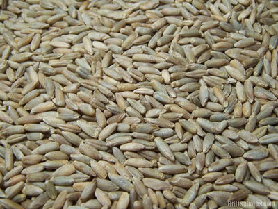 Cereal Rye
