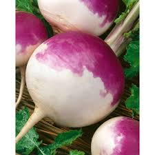 Purple Top Turnips