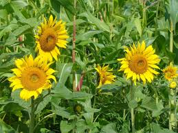 Sunflower - Peredovik Wildlife