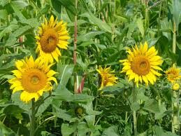 Sunflower - Peredovik Wildlife
