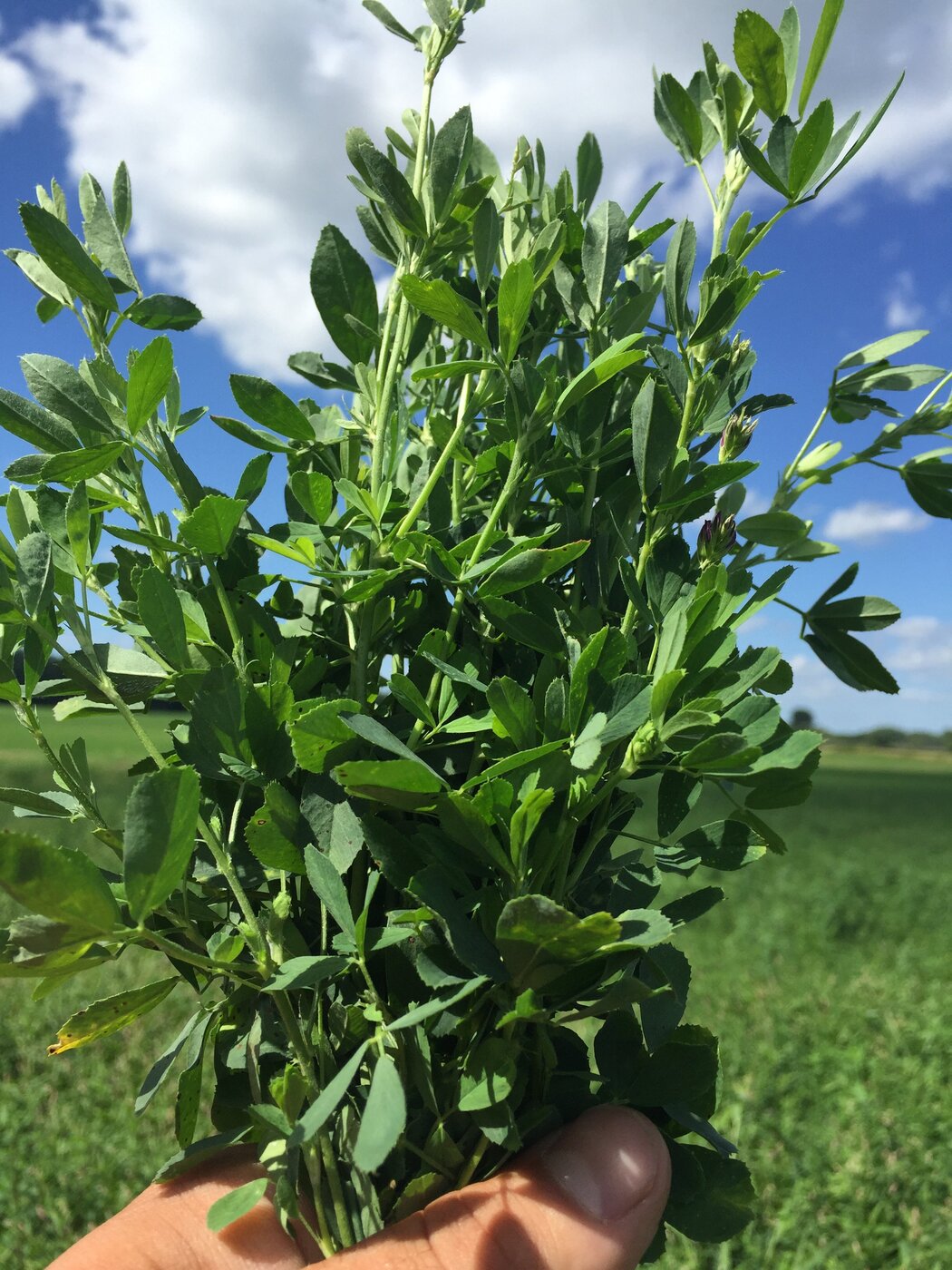 AlfaCore 5290VP Alfalfa