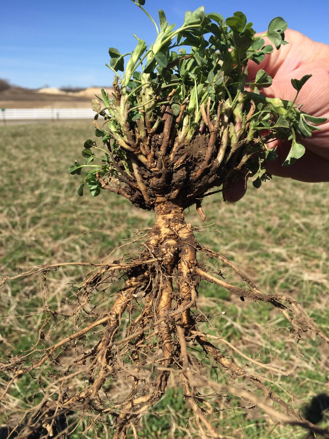 AlfaCore 4044BR Alfalfa