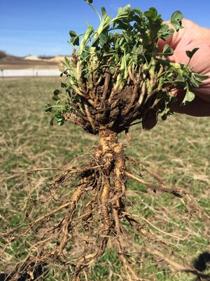 AlfaCore 4044BR Alfalfa