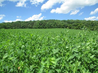 AlfaCore 4015FY Alfalfa